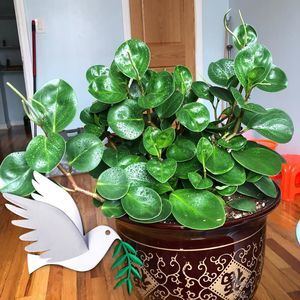 Meet your Posher, Jenny